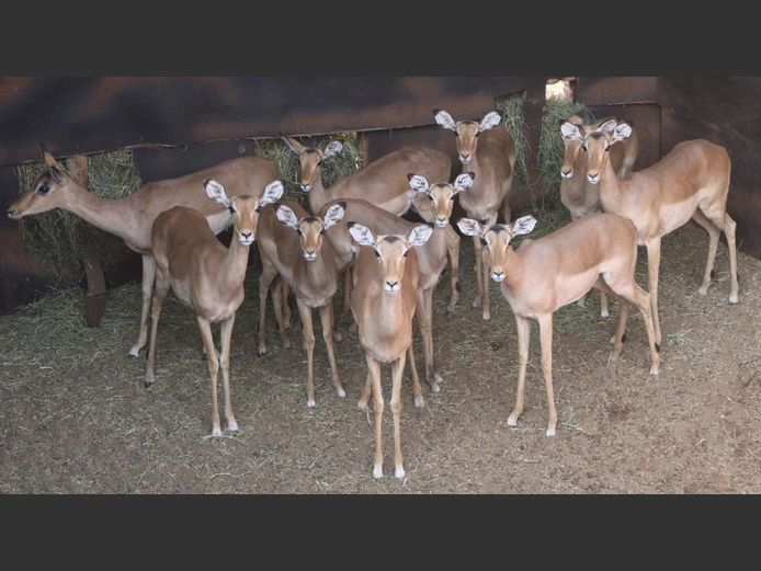 IMPALA