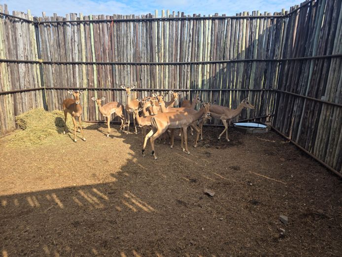 ROOIBOKKE | HANLEY 2