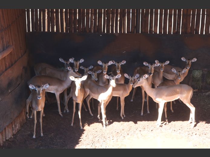 ROOIBOKKE
