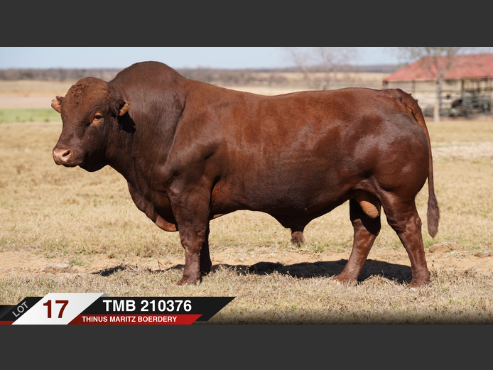 TMB210376 |  THINUS MARITZ BOERDERY