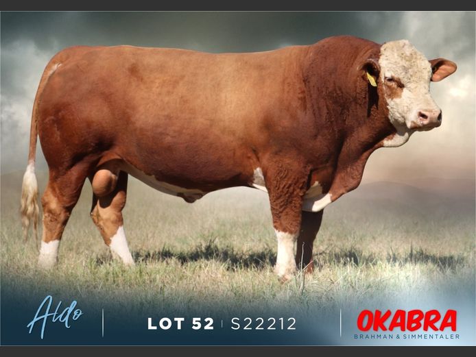 S22212 | OKASIM SIMMENTALERS