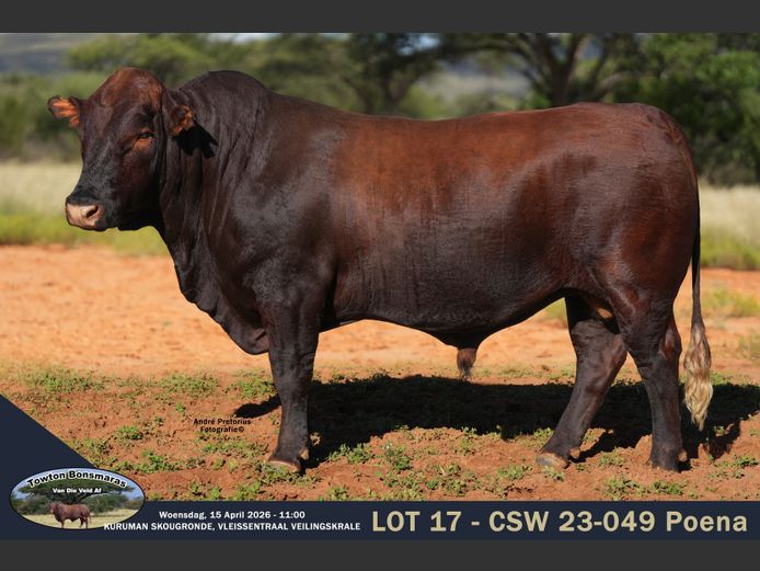 CSW 230049 | TOWTON BONSMARAS