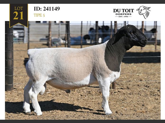 241149 | DU TOIT DORPERS