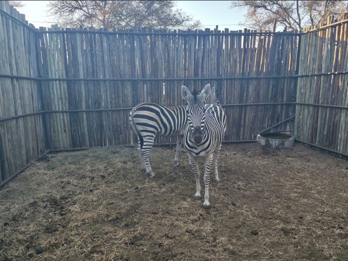 ZEBRAS | HANLEY