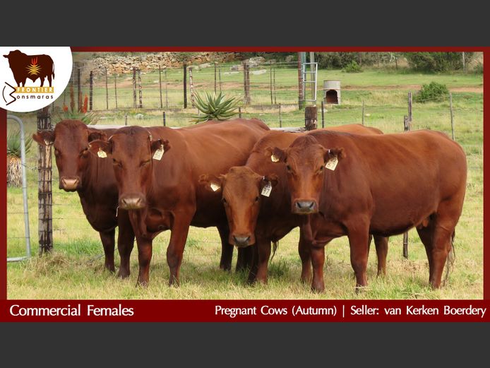 Commercial Animals | van Kerken Boerdery