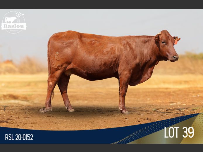 RSL 200152 | RASLOU BONSMARAS