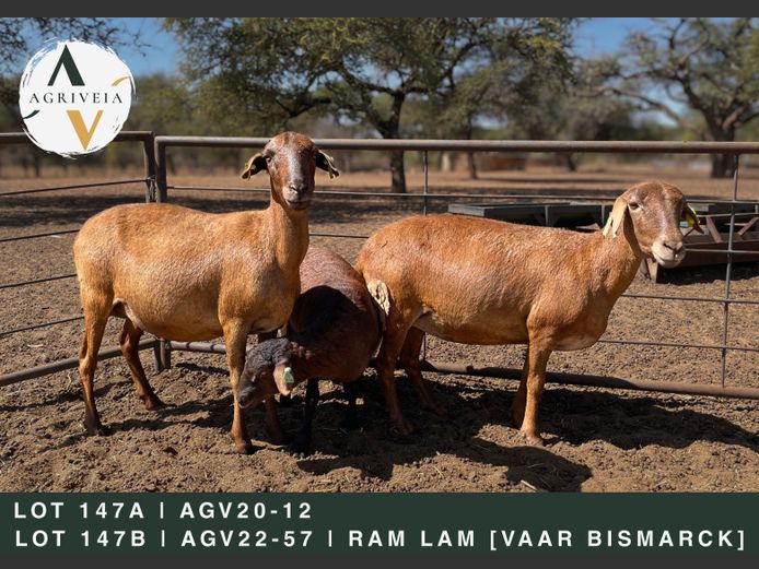 AGV 20 11 | AANGETEKEN | Christo Carstens - Agriveia Meatmasters