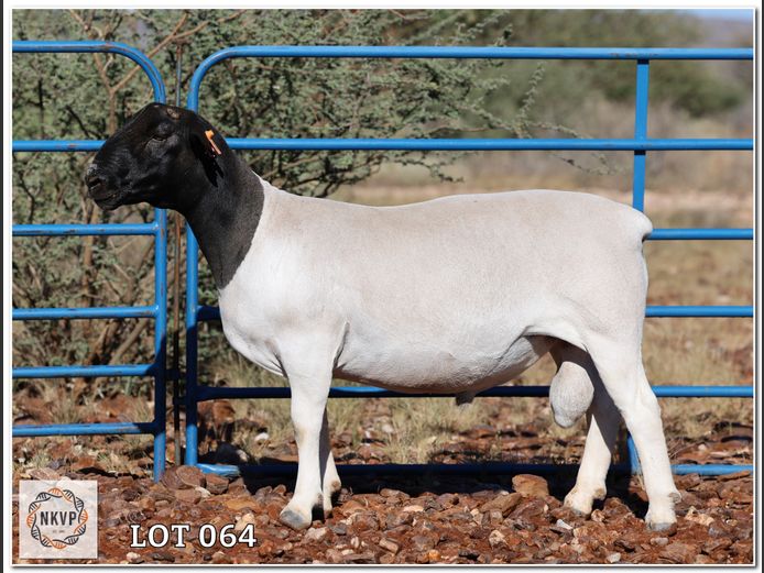 1643 24 0283 | C.C. VAN DEVENTER