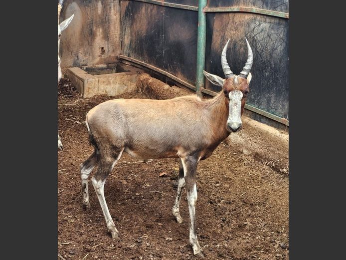 BLESBUCK | DIAMOND MINE