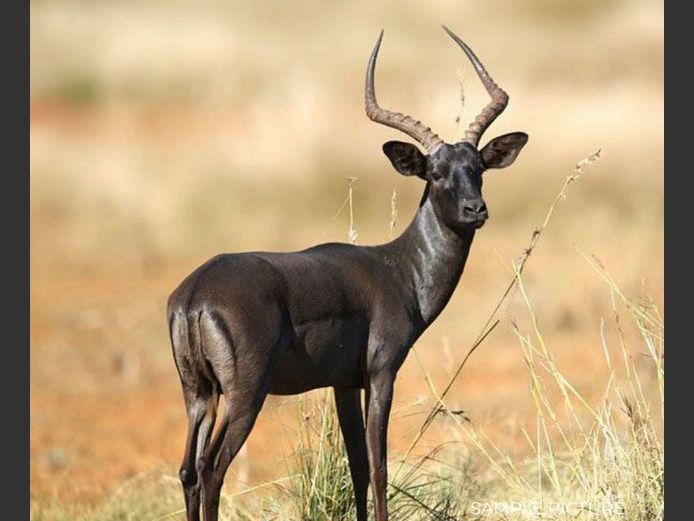BLACK IMPALA | DU PREEZ WILD