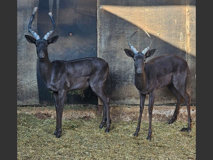 BLACK IMPALA | A.J. DREYER