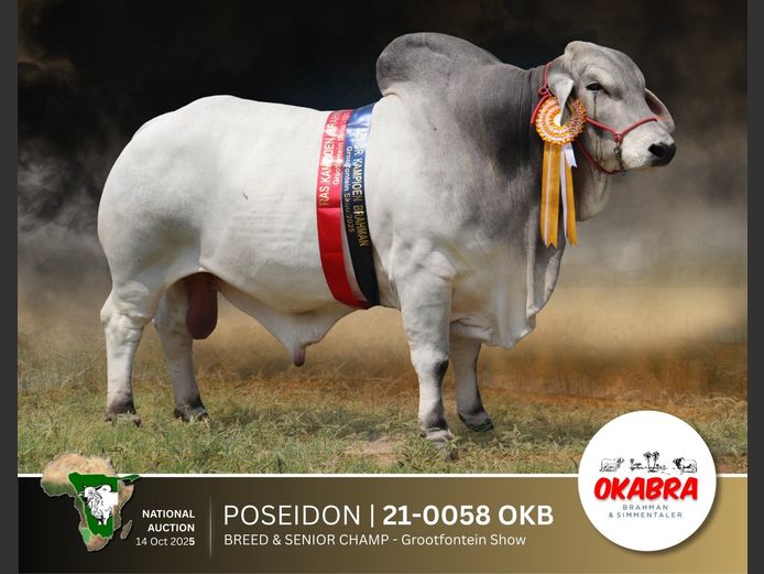 21-0058OKB | OKABRA BRAHMANS
