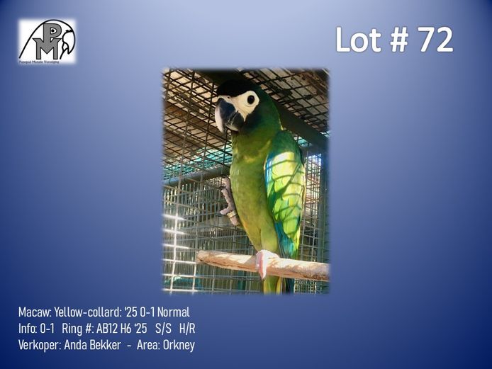 0-1 '25 Macaw: Yellow-collard: Normal - Anda Bekker