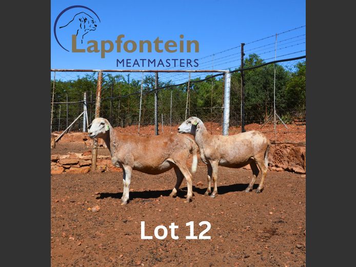 21-547 | Lapfontein Meatmasters