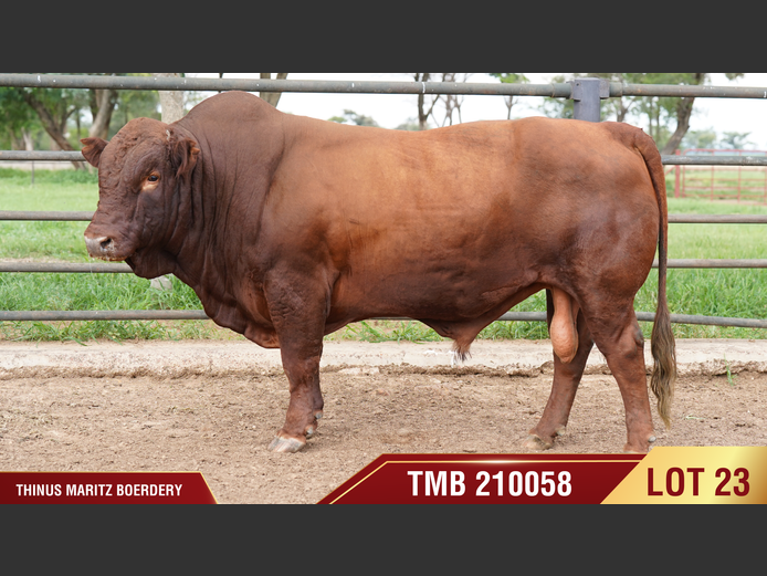 TMB210058 | THINUS MARITZ BOERDERY