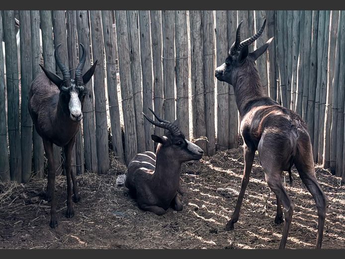 Swart Springbok Jagramme