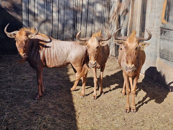 GOLDEN GNU | KRUISRIVIER
