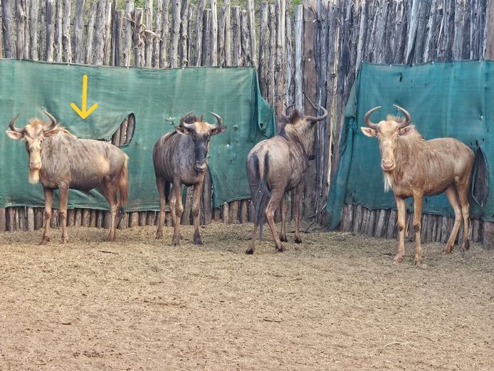 KONINGS WILDEBEES | ZWARTKLOOF