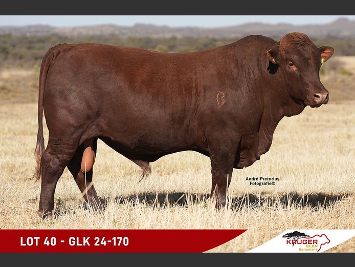 GLK240170 | KRUGER GLEN BONSMARAS