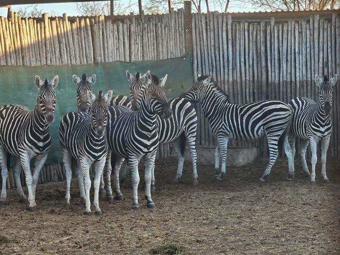 ZEBRA | KRUISRIVIER