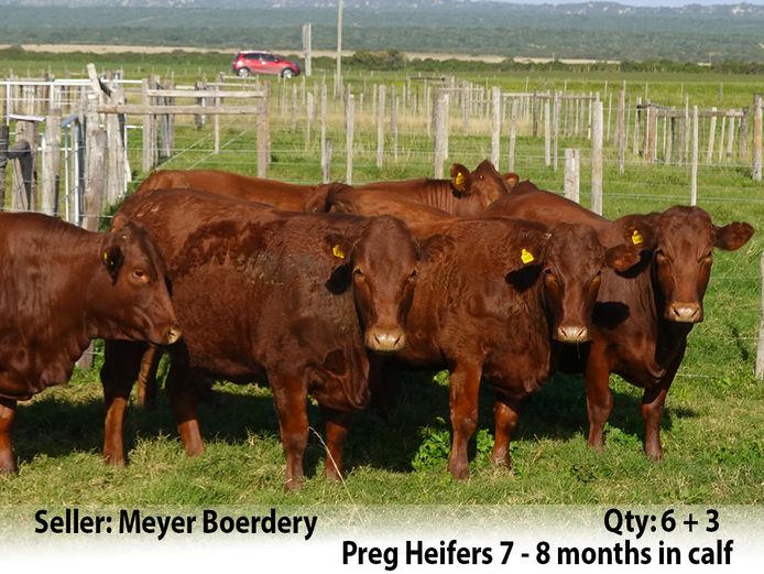 Commercial Animals | Meyer Boerdery
