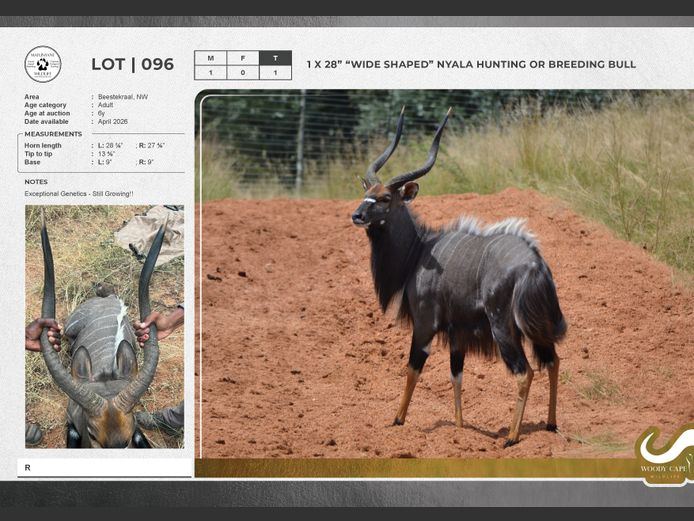 Nyala | Mafunyane Wildlife Services CC.