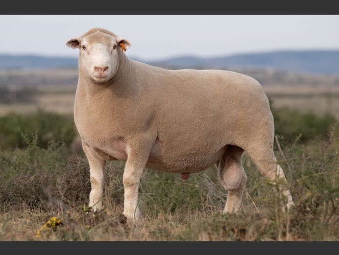 DZ240099 | 2 STEYNS BOERDERY