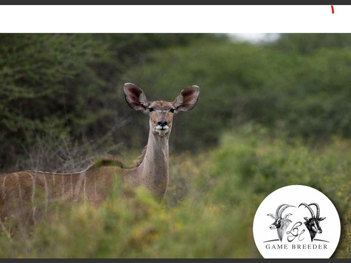 Kudu Breeding | WATERBERG PLATO GAME BREEDERS