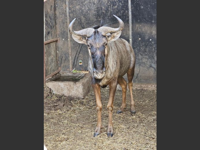 BLUE WILDEBEEST | 3-SOUTH BDY