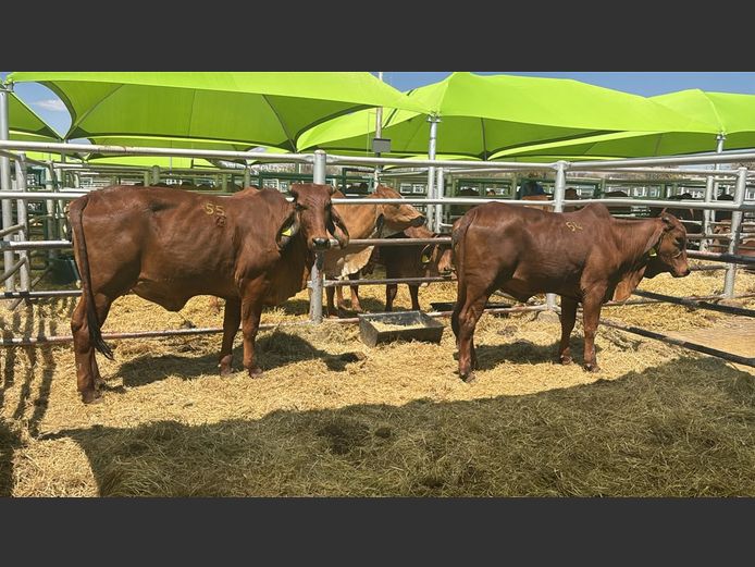 COMMERCIAL HEIFERS | TJIRI RED BRAHMAN 