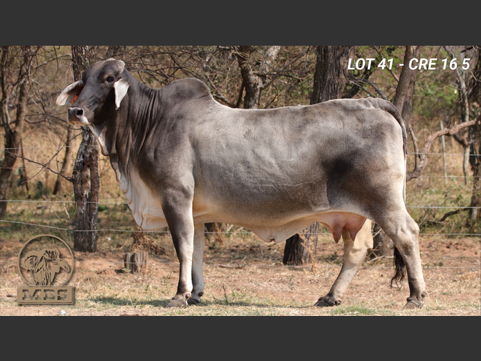 CRE165 | MBS BRAHMANE