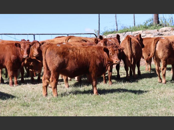 Weaners | P. Brown