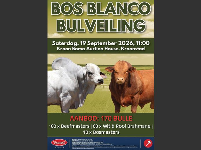 BOS BLANCO BULVEILING 
