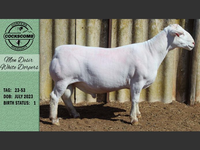 23-53 | Mon Desir White Dorpers