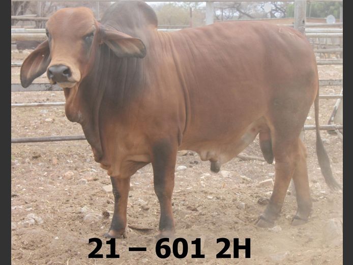21-06012H | BATAVIA BRAHMAN