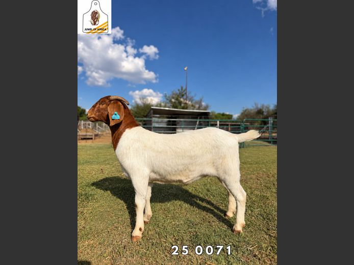 2174 25-0071 | Juwel of Africa