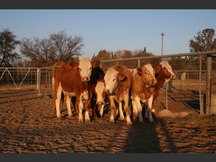 Commercial Animals