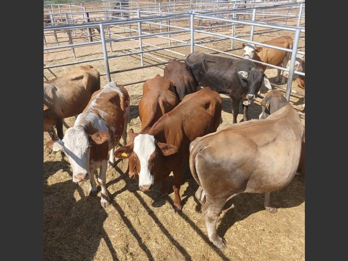 COWS | DOLL FARMING PREMIUM AUCTION