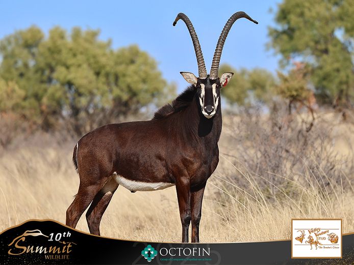 50 4/8" Sable Bull
