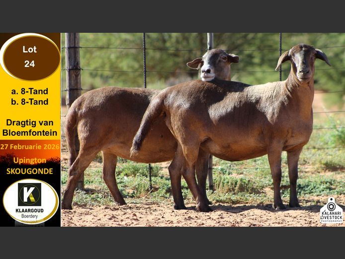 CP 24A | Chris Potgieter & Christia Scholtz - Klaargoud Boerdery