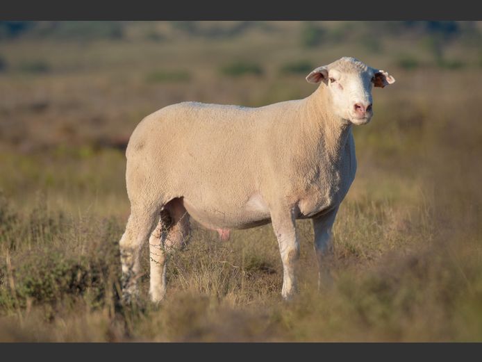 DZ 240022 | 2 STEYNS BOERDERY