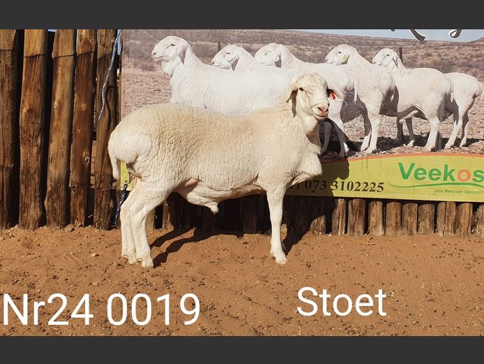 24019 | Johan Stadler