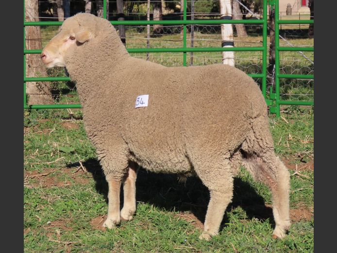 189 | Rooipoort Poenskop Merinos