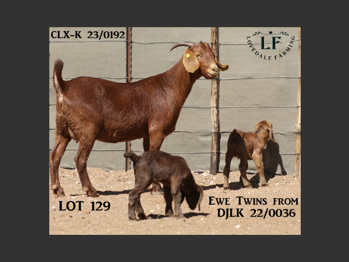 LOVEDALE FARMING | 23-0192CLX-K