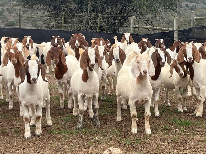 Boergoat Maiden Ewe Kids