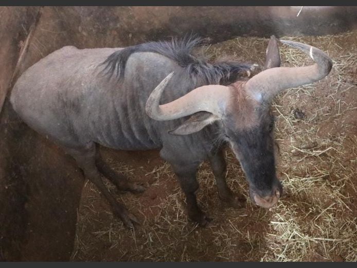BLUE WILDEBEEST