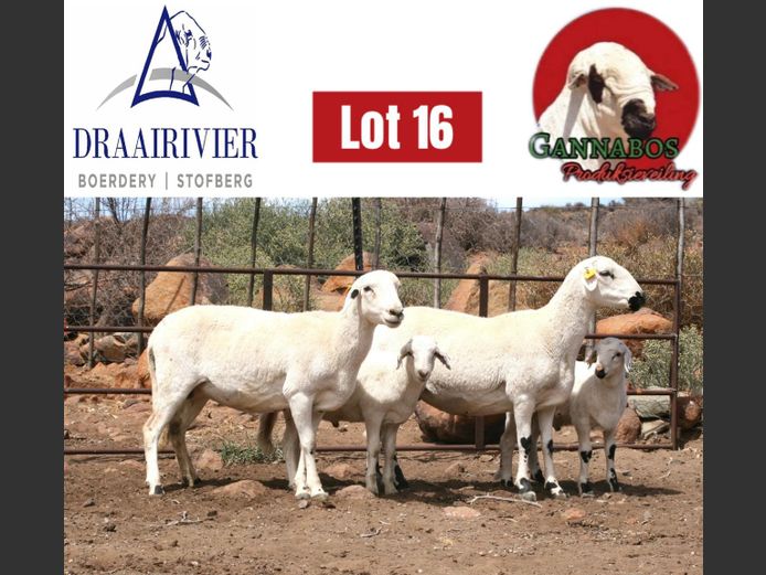 NS23-41 | Draairivier Boerdery