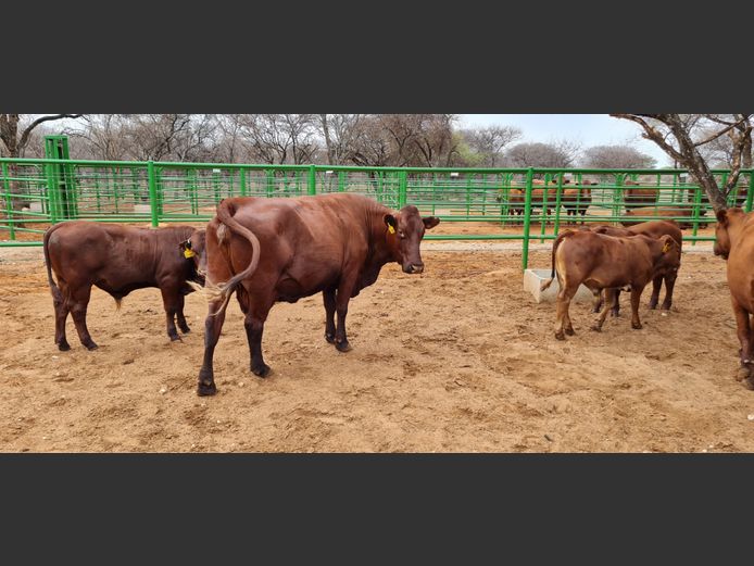 Commercial Females  - TKB Bonsmaras