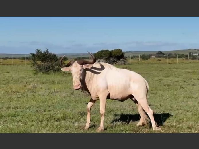 Royal Wildebeest Bull | PJ Snyman
