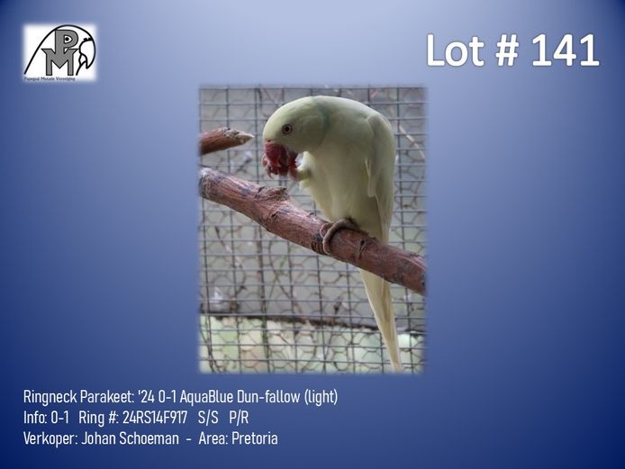 0-1 '24 Ringneck Parakeet: AquaBlue Dun-fallow (light) - Johan Schoeman